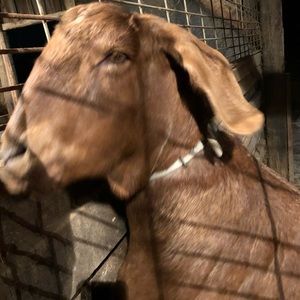 Meet your Posher, Cody